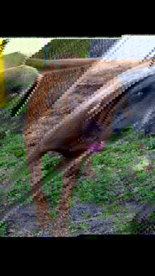 Hunter