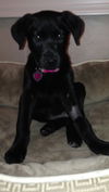 Lola