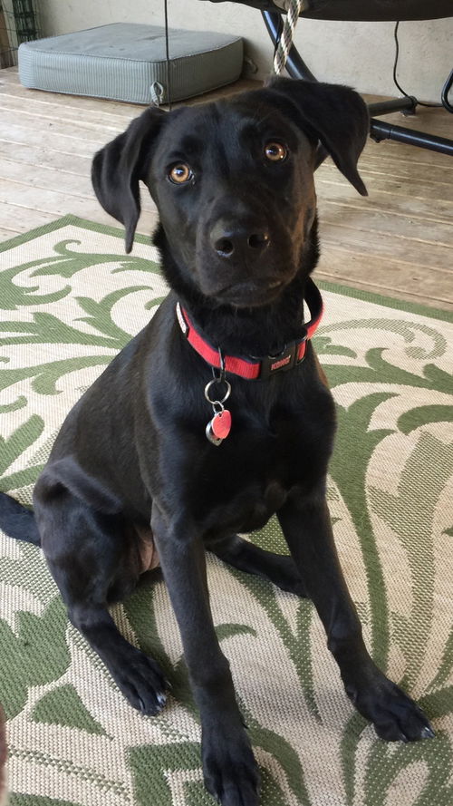 Lola
