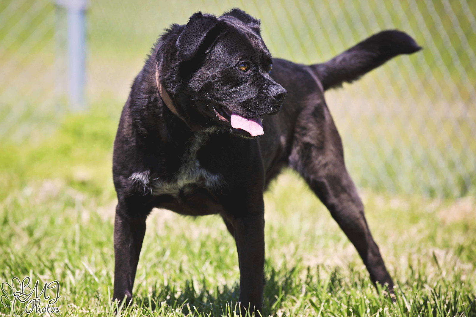 Dog for Adoption Bristol, a Labrador Retriever in Sapulpa, OK Alpha Paw