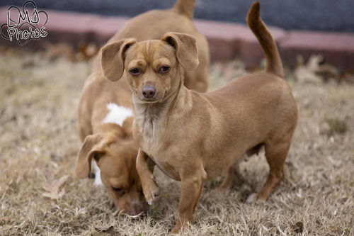 Lil'Bit (Bonded Pair)