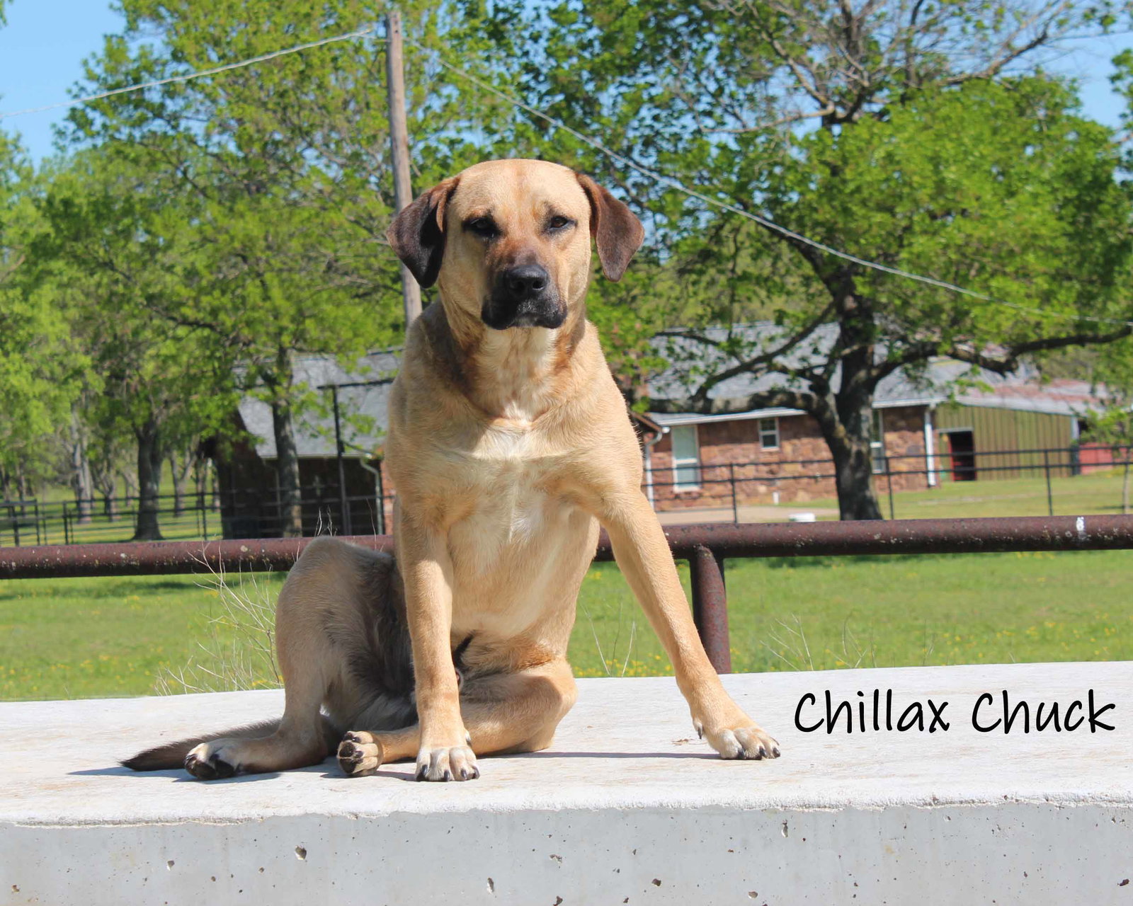 Dog for Adoption Chuck, a Black Mouth Cur in Fairland, OK Alpha Paw