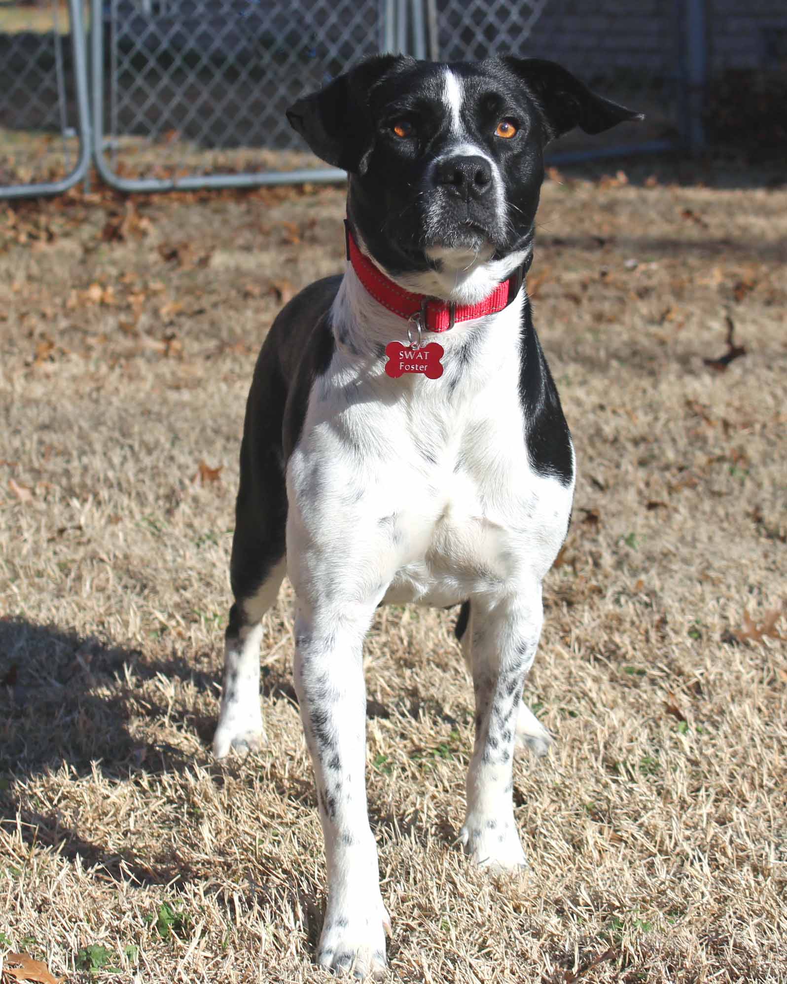 Dog for Adoption Milkshake, a Border Collie in Skiatook, OK Alpha Paw