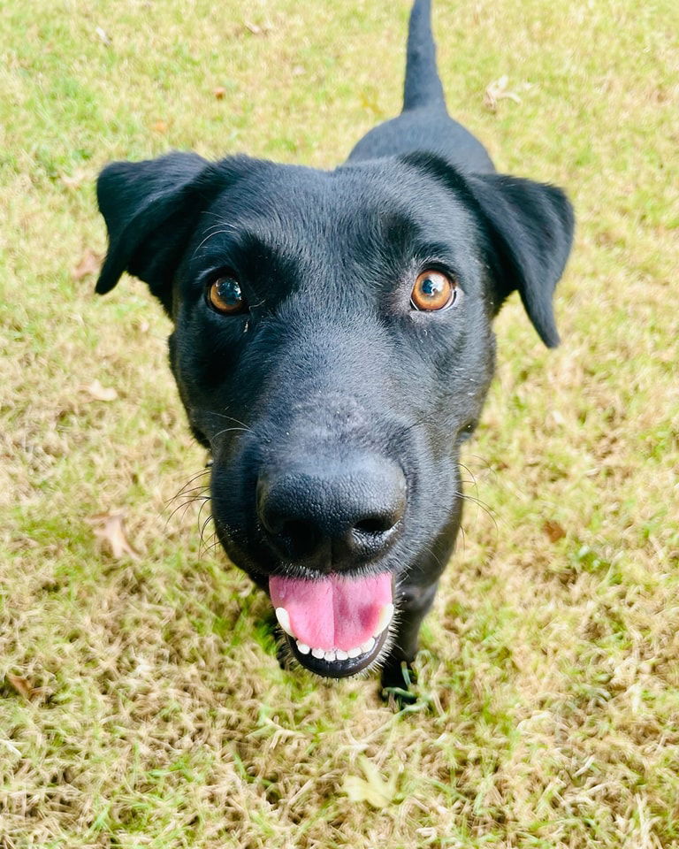 adoptable Dog in Pryor, OK named Duke