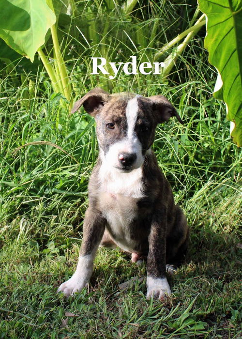 Ryder