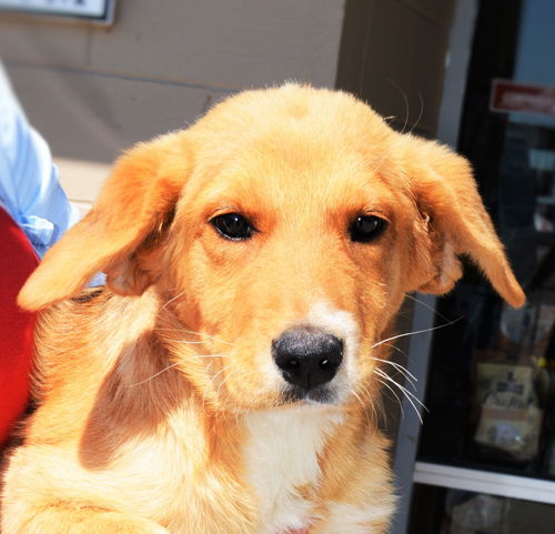 Lucy *Puppy*. New name: Aspen