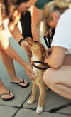 Lucy *Puppy*. New name: Aspen