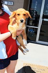 Lucy *Puppy*. New name: Aspen