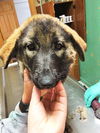Bruno *Puppy*