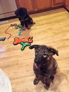 Bruno *Puppy*