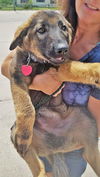 Bruno *Puppy*