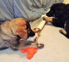 Bruno *Puppy*