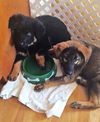 Bruno *Puppy*