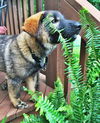 Bruno *Puppy*