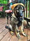 Bruno *Puppy*