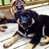 Bruno *Puppy*