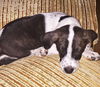 Boomer *Amber's Puppies*. New name: Chance
