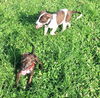 Boomer *Amber's Puppies*. New name: Chance