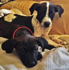 Boomer *Amber's Puppies*. New name: Chance
