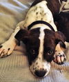Boomer *Amber's Puppies*. New name: Chance