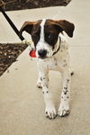 Boomer *Amber's Puppies*. New name: Chance