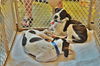 Boomer *Amber's Puppies*. New name: Chance
