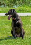Luther *Nka: Gator*