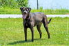 Luther *Nka: Gator*