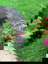 Luther *Nka: Gator*