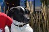 Louise *Puppy*. New name: Lakota