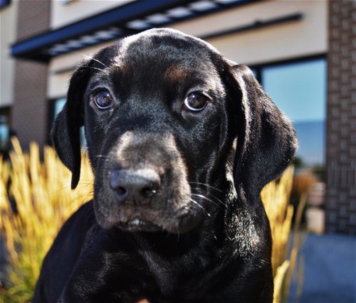 Fiona *Puppy*. New name: Juno
