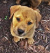 Duke *Molly's Puppy*