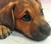 Duke *Molly's Puppy*