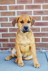 Duke *Molly's Puppy*