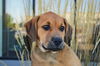 Duke *Molly's Puppy*