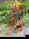 Duke *Molly's Puppy*