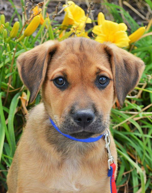 Duke *Molly's Puppy*