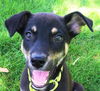 Denver *Koda/Denver/Micco litter* New name:Finnick