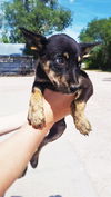 Denver *Koda/Denver/Micco litter* New name:Finnick