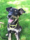 Denver *Koda/Denver/Micco litter* New name:Finnick