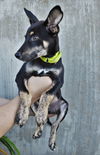 Denver *Koda/Denver/Micco litter* New name:Finnick