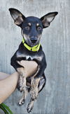 Denver *Koda/Denver/Micco litter* New name:Finnick