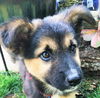 Dublin *Puppy*. New name: Echo