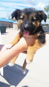 Dublin *Puppy*. New name: Echo