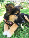 Dublin *Puppy*. New name: Echo