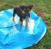 Dublin *Puppy*. New name: Echo