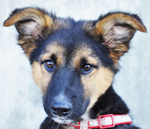 Dublin *Puppy*. New name: Echo