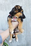 Dublin *Puppy*. New name: Echo