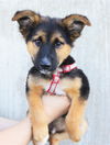 Dublin *Puppy*. New name: Echo