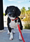 Lucas *Puppy*. New name: Captain